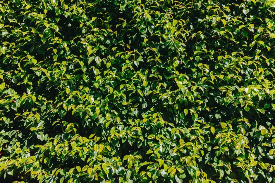 Greens & Outdoors at HOABL PLOTS DIGHI (PUNE), Pune