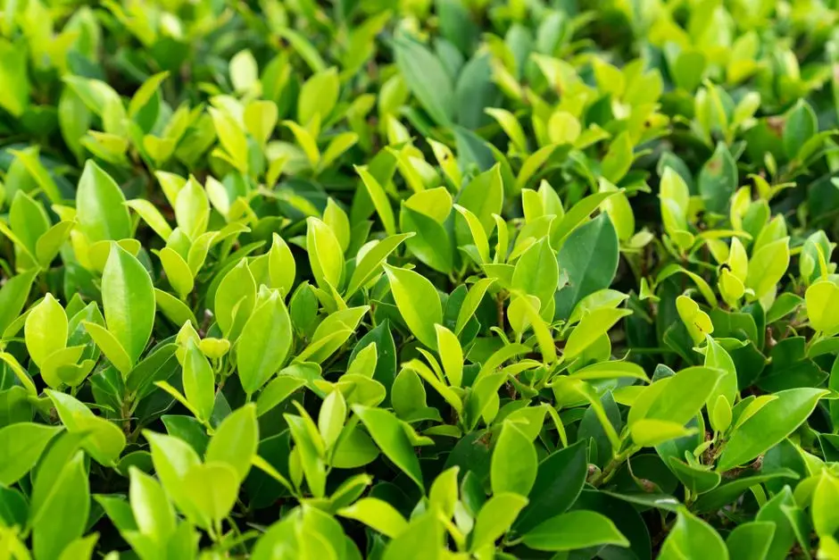 Greens & Outdoors at HOABL CHURCHGATE, Mumbai