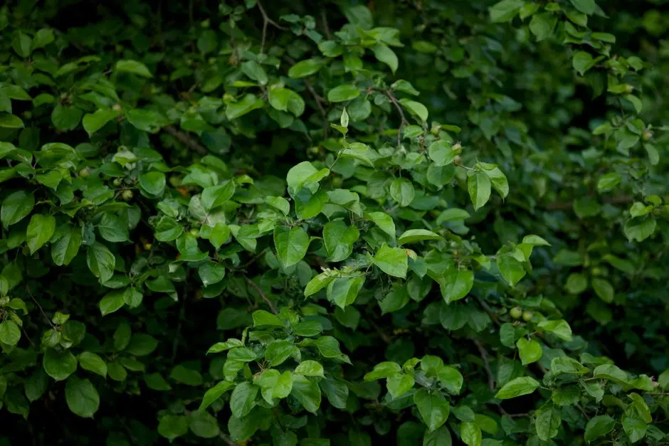 Greens & Outdoors at HOABL VILLAS SHIMLA, Mashobra, Shimla