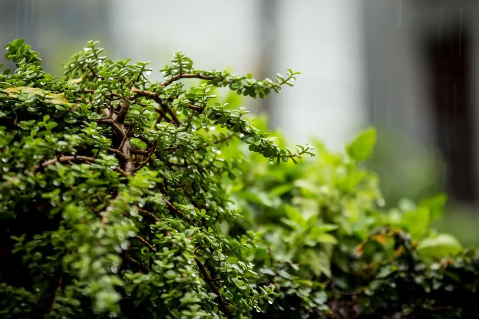Greens & Outdoors at HOABL GOA OF TOMORROW, Anjarle & Dapoli, Ratnagiri
