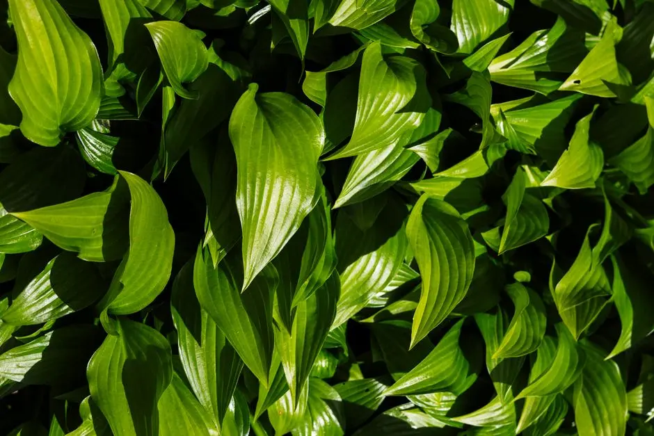 Greens & Outdoors at HOABL THE SARAYU, Sadar Bazaar, Lucknow