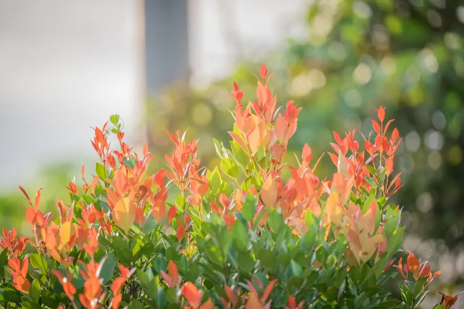 Greens & Outdoors at HOABL THE KING'S AVENUE AT CODENAME S.E.Z., Radha Kund, Vrindavan