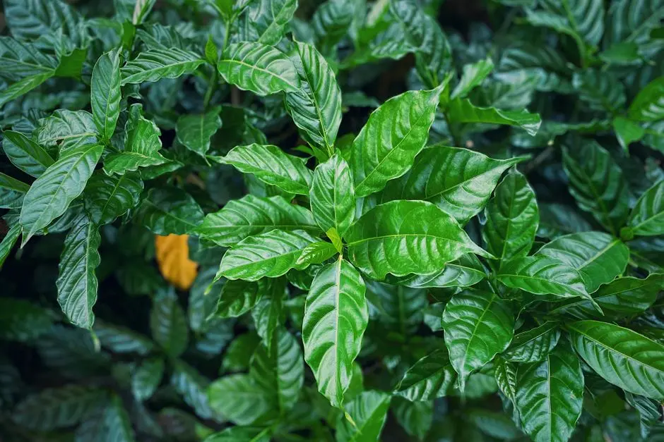 Greens & Outdoors at HOABL THE SARAYU GOLD, Sadar, Ayodhya